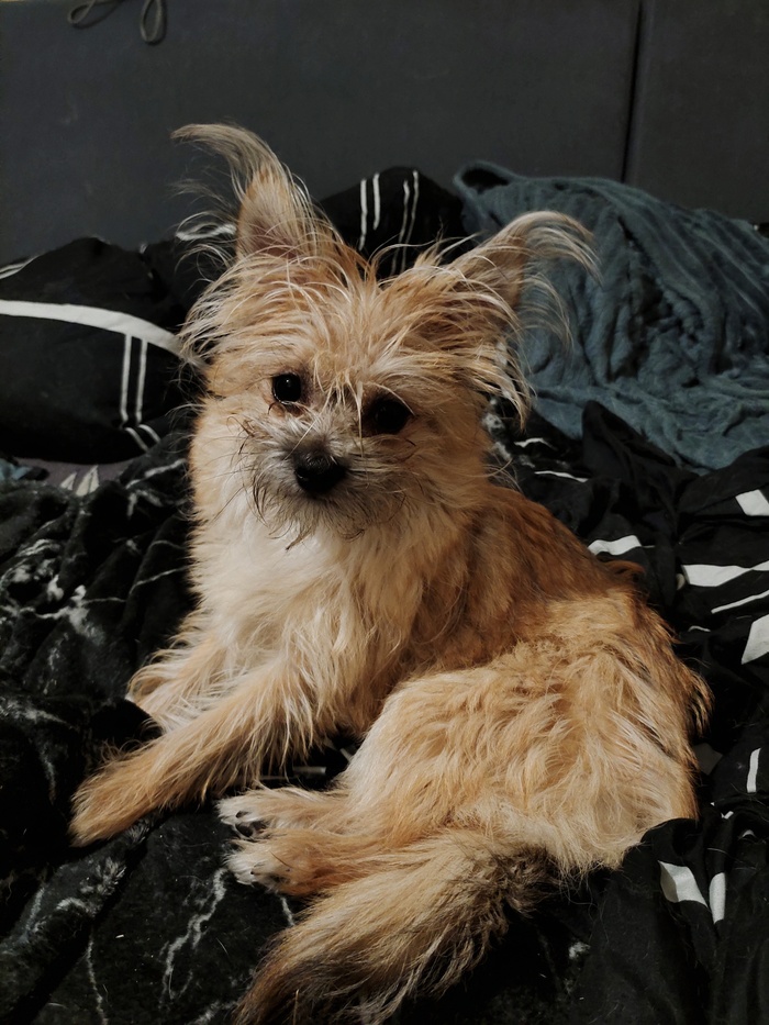 Сушка получился совсем карманным: 18 см в холке и весом всего в 1,5 кг.