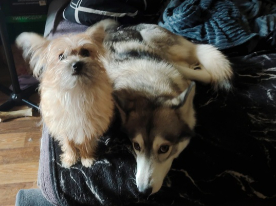 А еще он отлично уживается с лайкой и кошкой :)