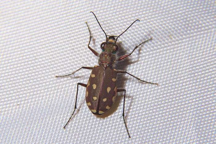 Calomera littoralis на экране светоловушки