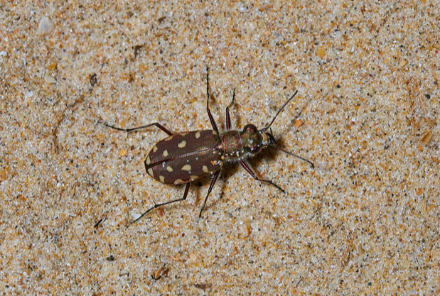 Calomera littoralis, вид сверху