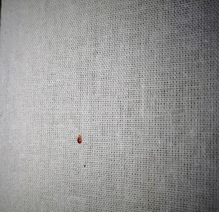 Подозрительный пидрила - Детектед