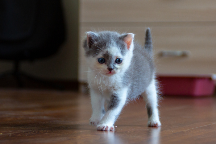 "Какая здоровая чёрная фигня! Ещё и хлопает!"