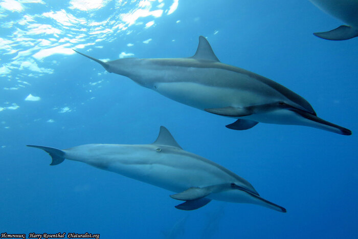 У каждого дельфина есть собственное имя Морские обитатели, Океан, Вокруг света, Млекопитающие, Дельфин, Уникальность, Наука, Открытие