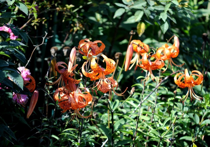 Конопатые лилии