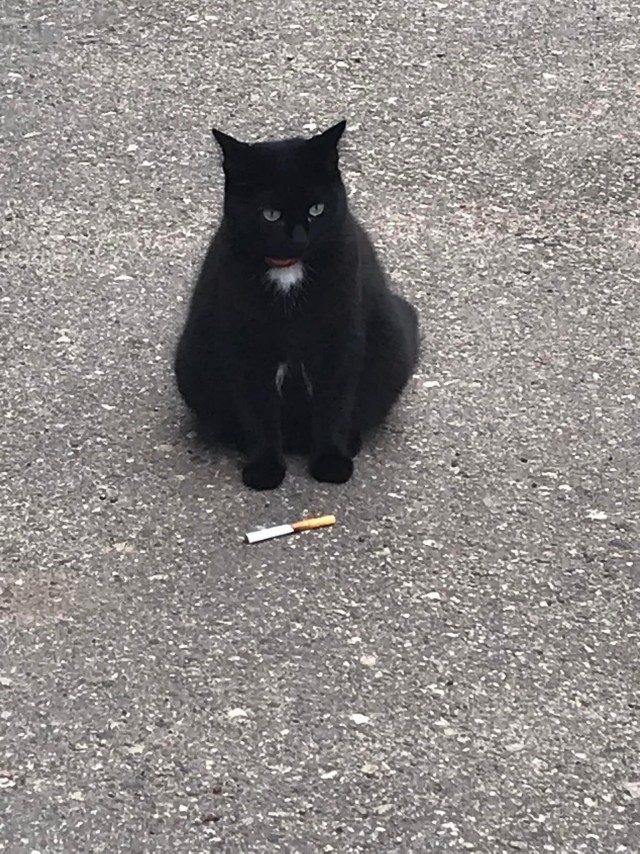Упитанный курильщик Кот, Курение