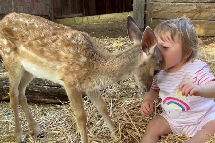 Девочка постоянно гладит и целует своего питомца