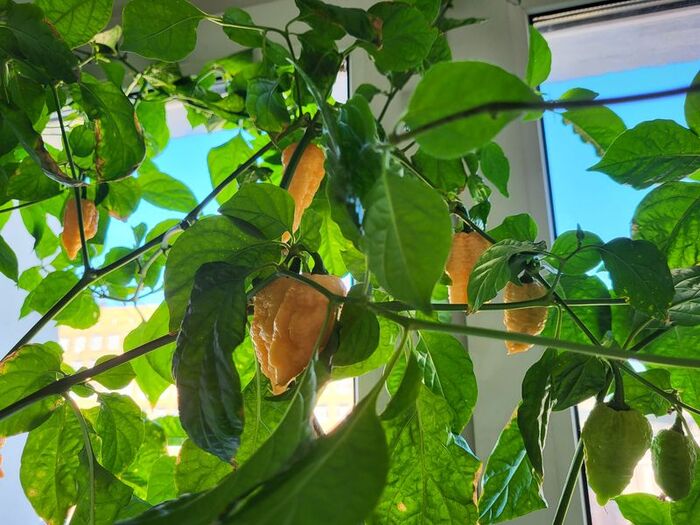 Bih Jolokia x Sugar Rush Reach