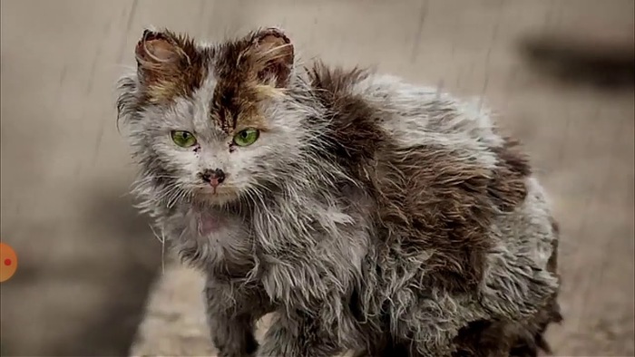 Несчастный бездомный котёнок...