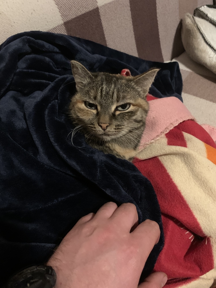 ������ ����