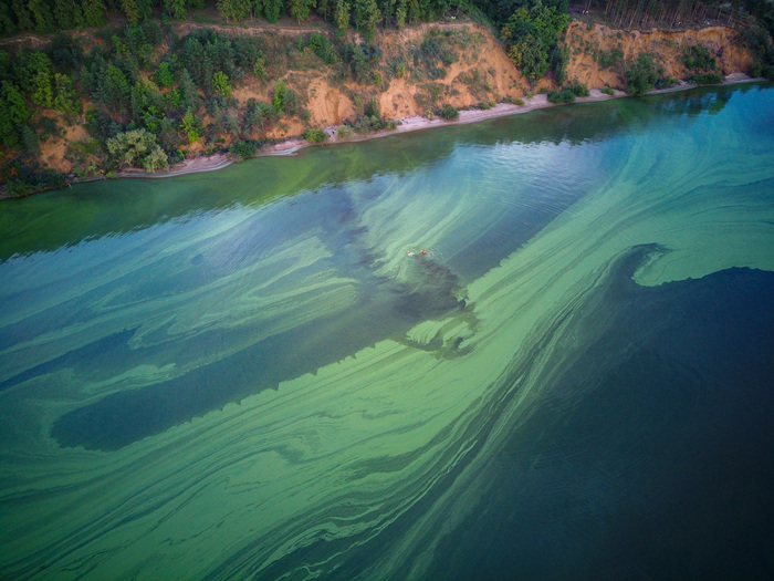 Природа берёт своё. Воды оздоравливаются, растут растения.