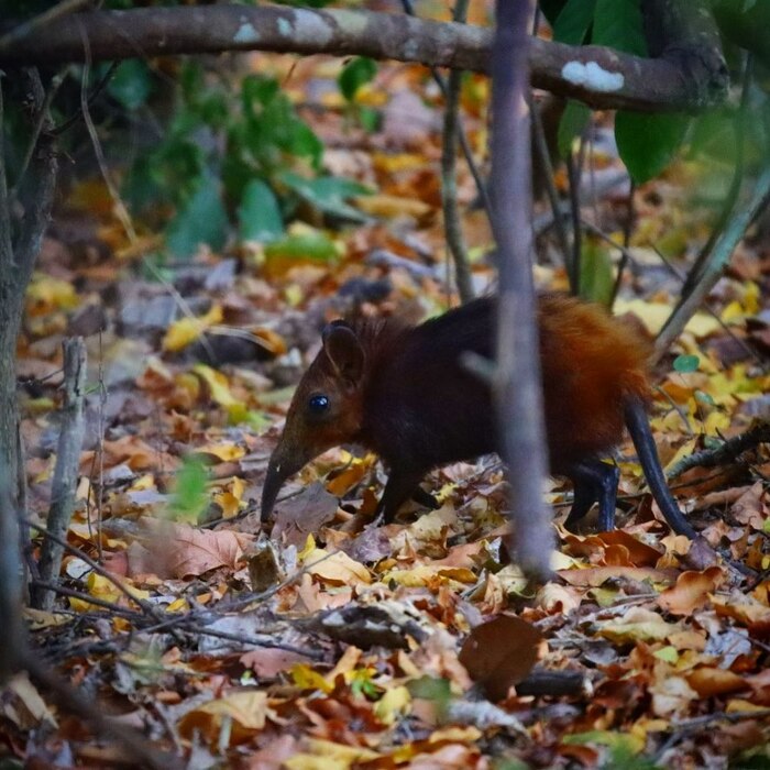 Золотистая хоботковая собачка.