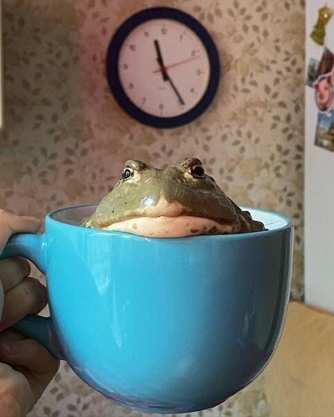 Утро начинается с чашечки среды, мои чуваки