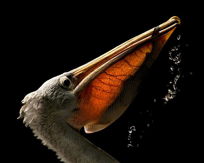 Фотограф Марина Кано