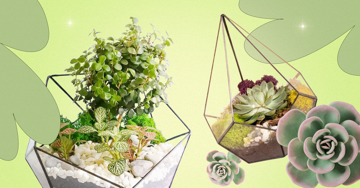 Адениум: выращиваем одно из наиболее экзотических комнатных растений