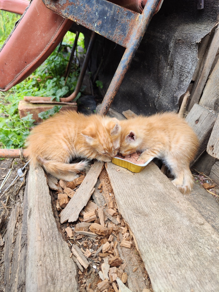 ��� ������ ������� (������ ����������, �������� �������)