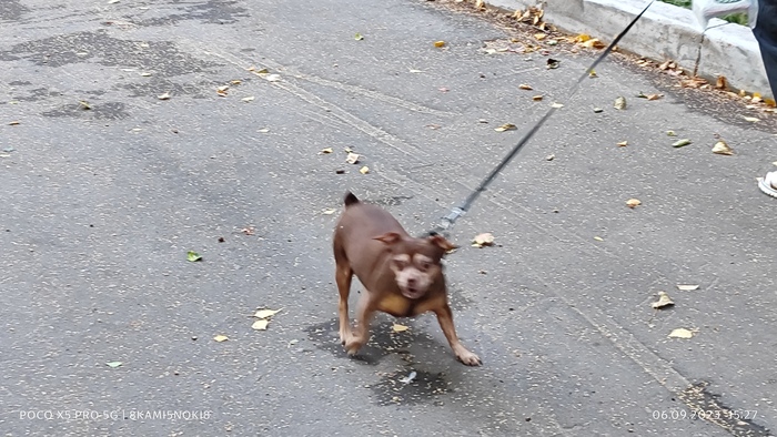 И собачки...