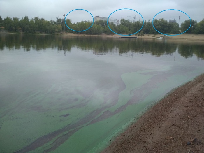 Это дальняя часть парка, а сверху обведена нарастающая стройка. Теперь человейники видно из за деревьев. Их ещё достроят. Пройдет время и парка не будет видно.
И как новосельцам будет жить рядом с загрязненной водой?