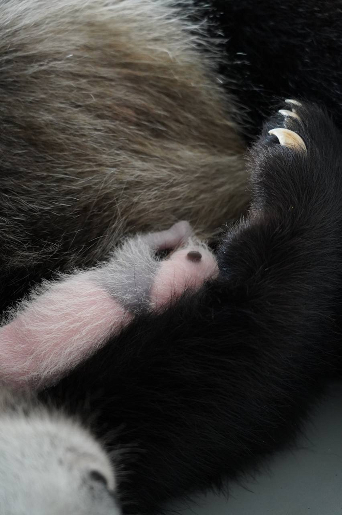 Медвежонок становится всё больше похож на маму