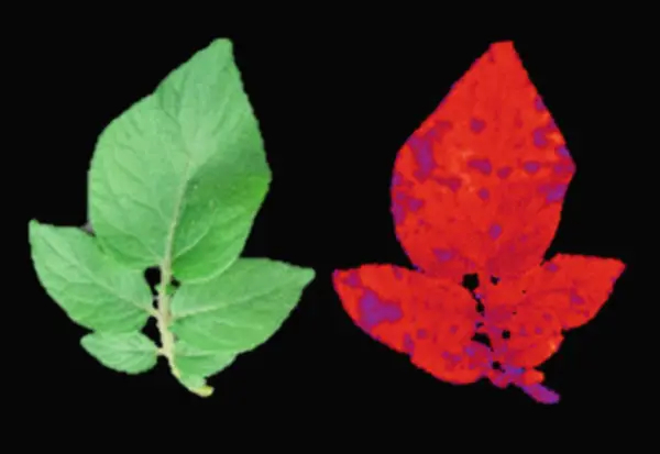 Plantell модифицирует растения с помощью зеленого флуоресцентного белка для отслеживания признаков стресса (Courtesy)