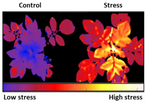 Сканирующее оборудование Plantell в действии (Courtesy)