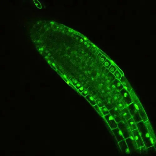 С момента своего открытия исследователи использовали GFP для мониторинга движения вирусов, искусственно введенных генов и белков в растительных клетках, как показано выше на растении кресс-салата Тале (Zirc/Wikimedia Commons).