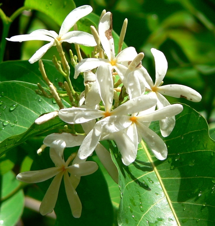 Холарена пушистая