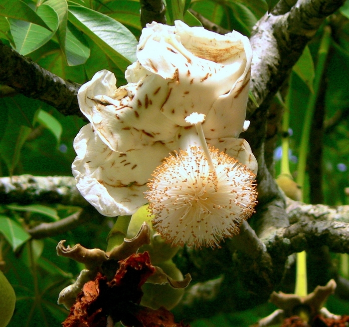 Цветок баобаба