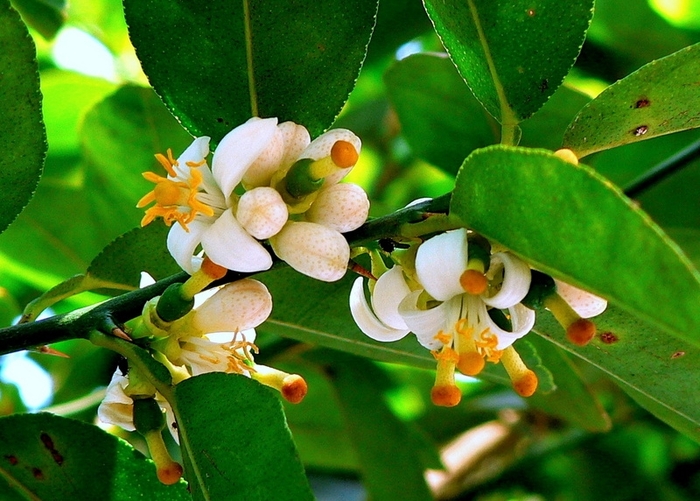 Лайм цветёт