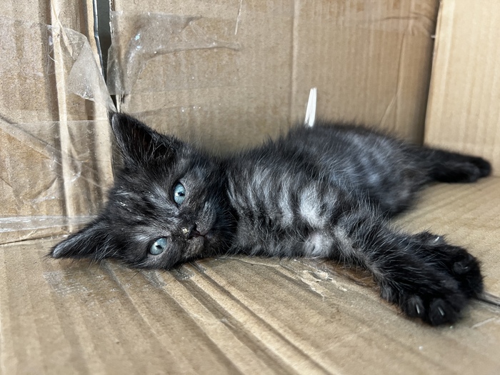 ���������-�������,650 ��. ��������� ����� �����, ������� ���, ��� ������ � ������))