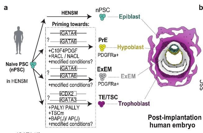 Ученые израильского Института Вейцмана вырастили модель 14-дневного человеческого эмбриона без использования яйцеклеток и сперматозоидов
