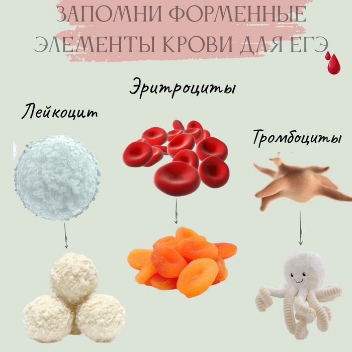 Кровь | Пикабу