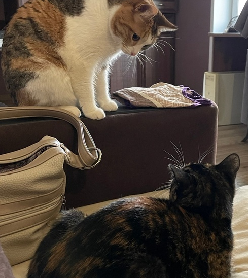 Я тебе лицо отгрызу