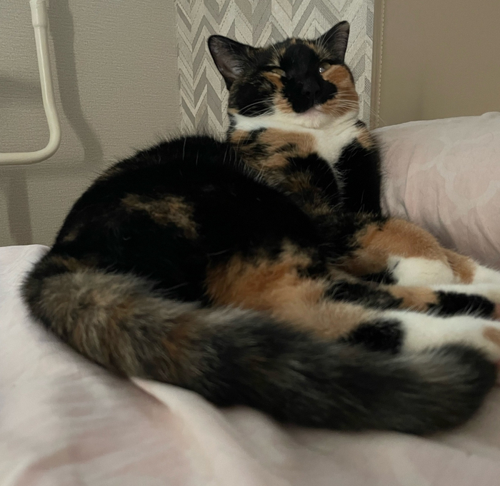 Царь во дворца изволили откушаться