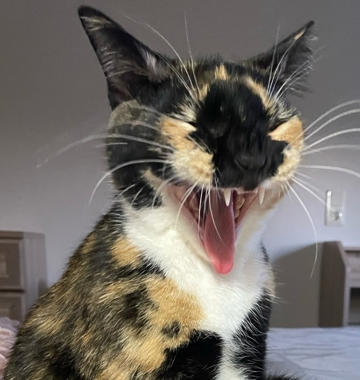 И тут она говорит, что на диван тоже нельзя