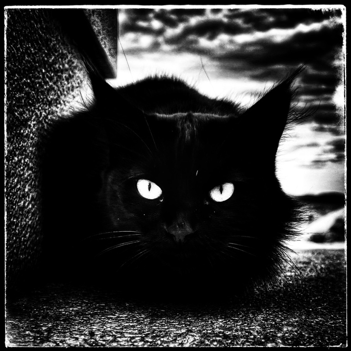 Демон Жизненно, Кот, Фотография, Черный кот