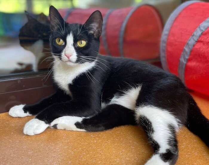 Вечный двигатель или кошечка-подросток | Пикабу