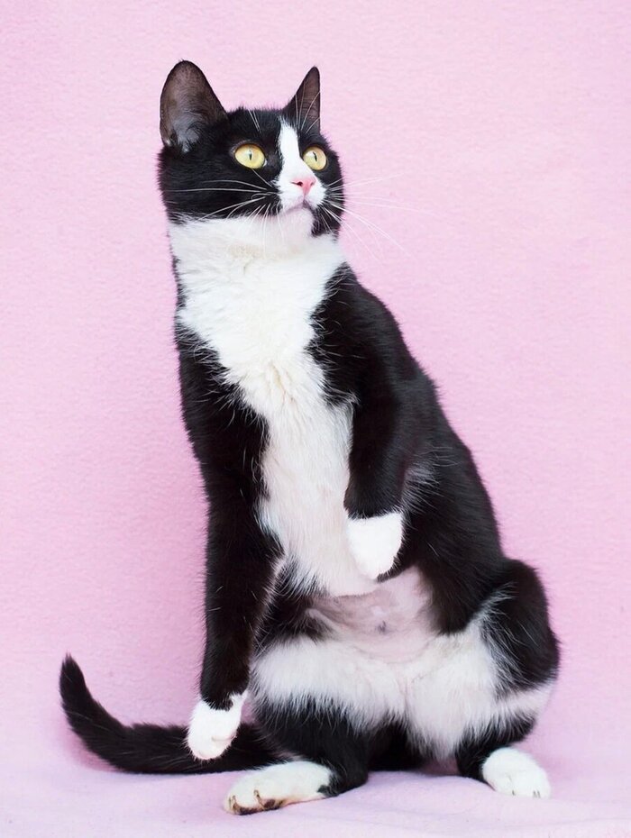 Вечный двигатель или кошечка-подросток | Пикабу