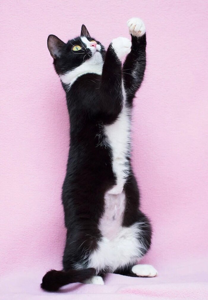 Вечный двигатель или кошечка-подросток | Пикабу