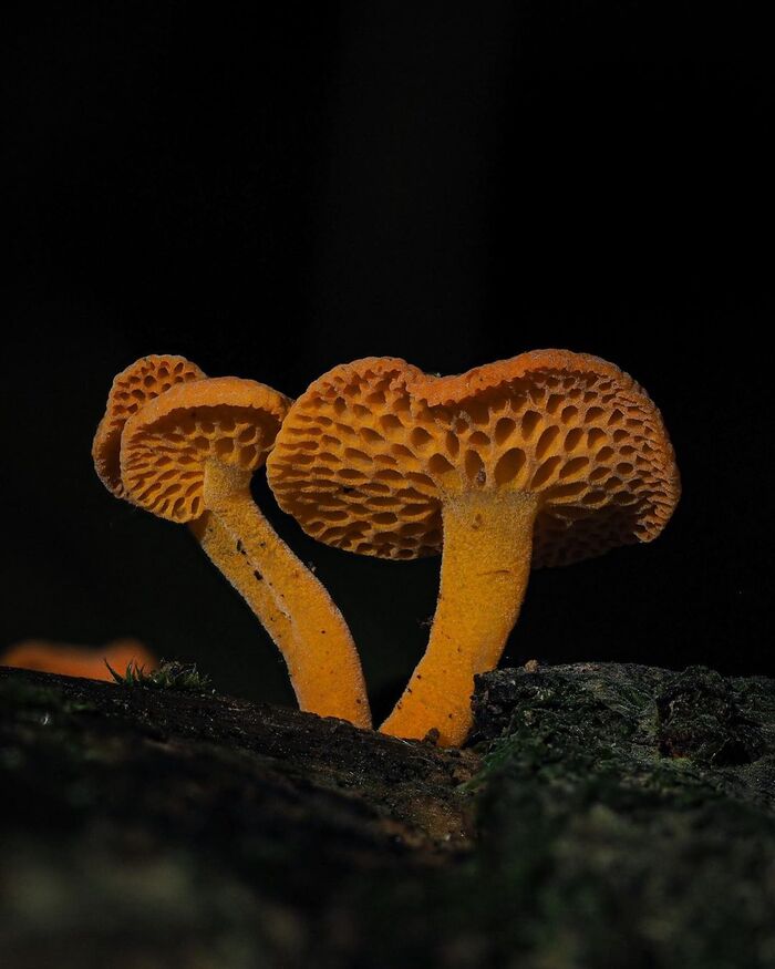 Favolaschia calocera.