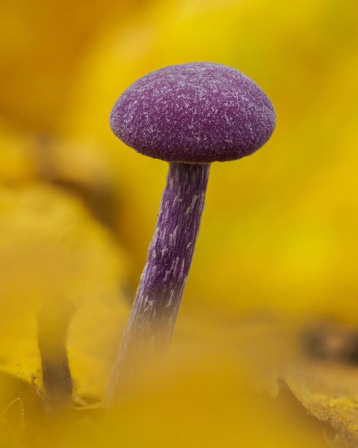 Laccaria amethystina.