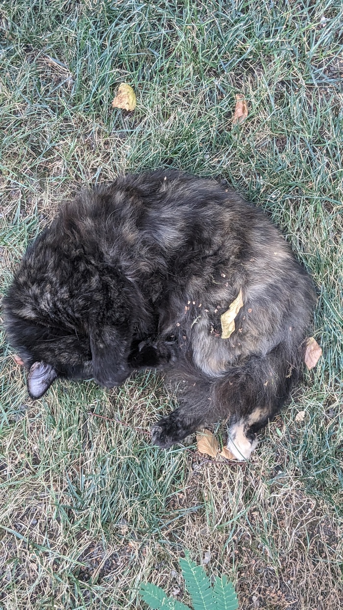 ����� ������� ���� ��������