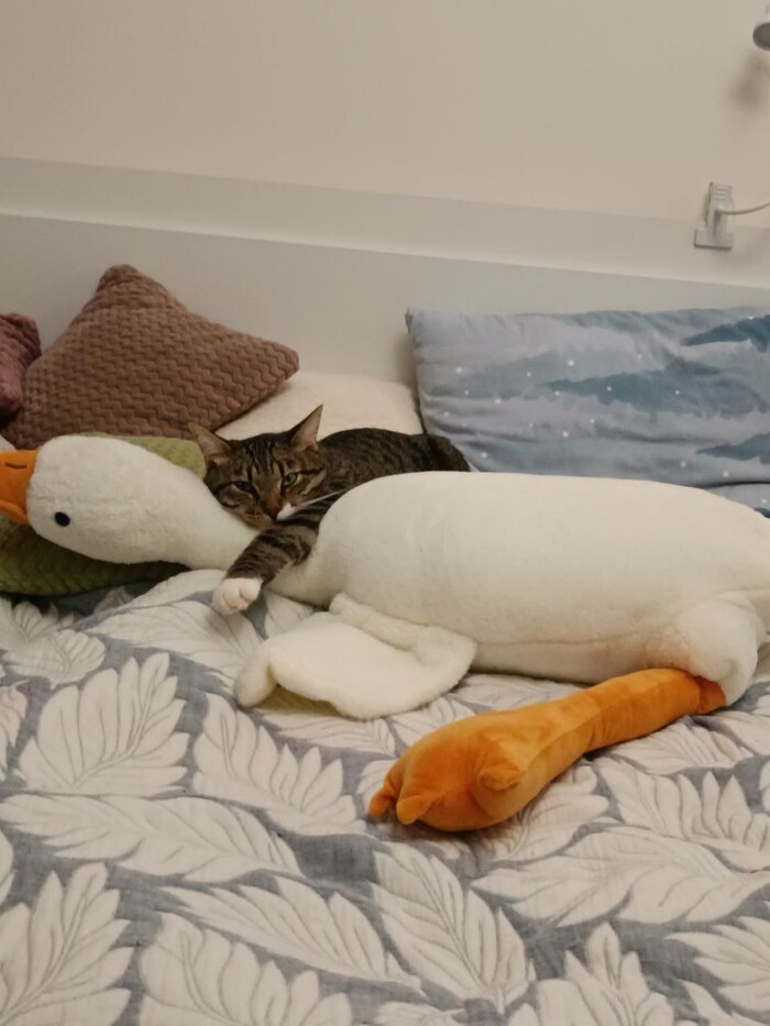    ... ,  , , , ,  , 