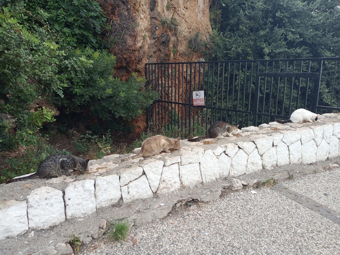 Животных тут конечно любят и кормят).