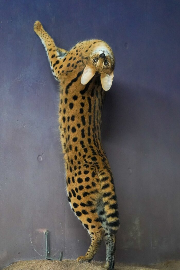 Вызывайте экзорциста