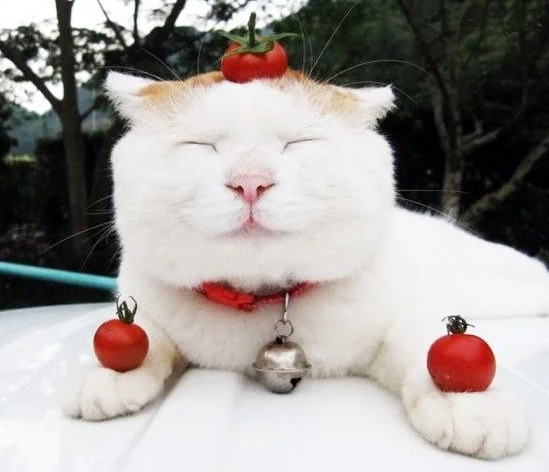 Пытаемся познавать дзен в геймдеве