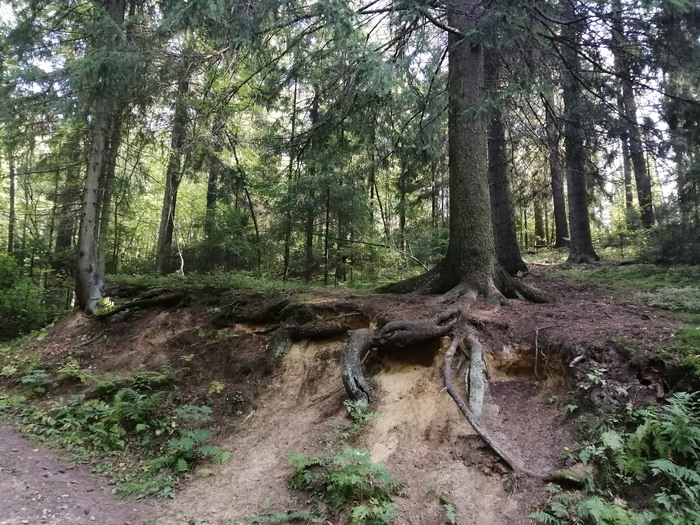 ����������� �������� �����