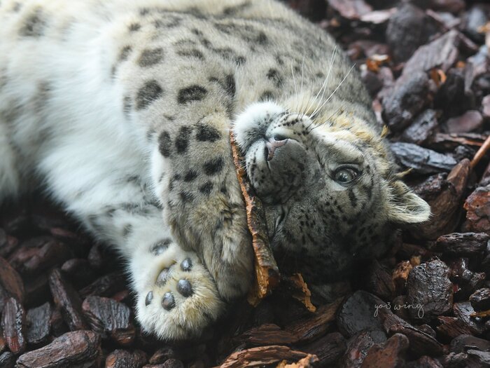 Любимая щепочка :3