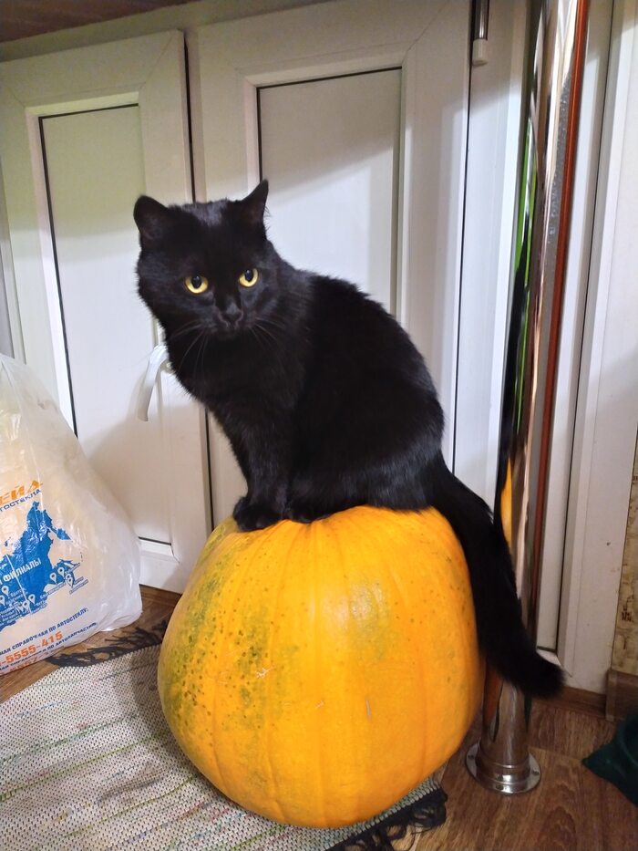 Ответ на пост «Кот на арбузе, посмотрите, мне так это понравилось, кот на арбузе»