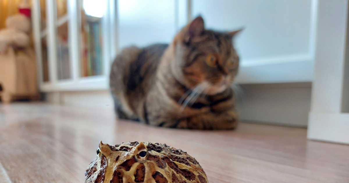 Котики лягушки