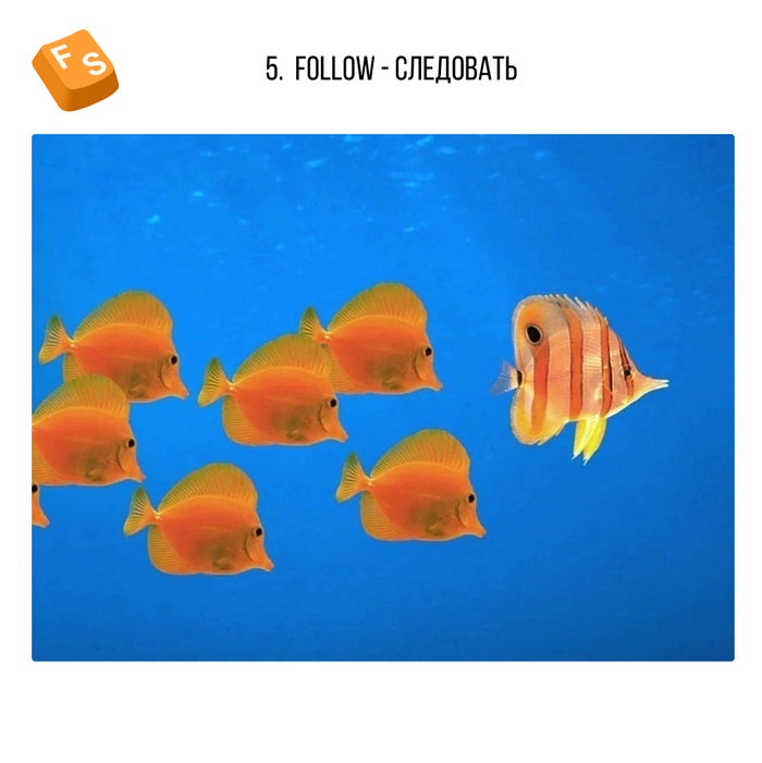 5. Follow - . ,    ,          .